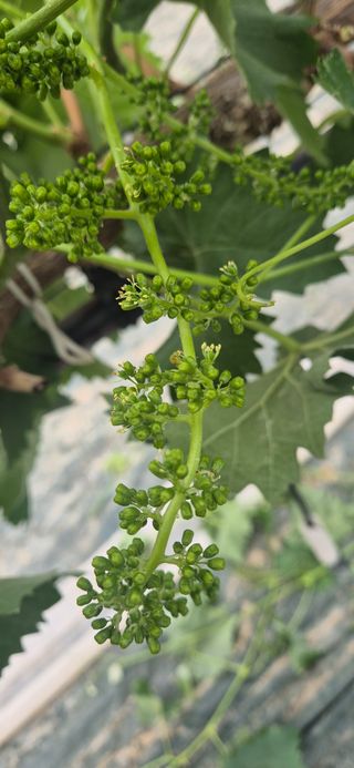 이화주님의 포도 · 영농일지 작성글 사진