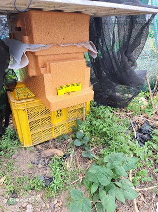 조연만님의 기타작물 · 영농일지 작성글 사진