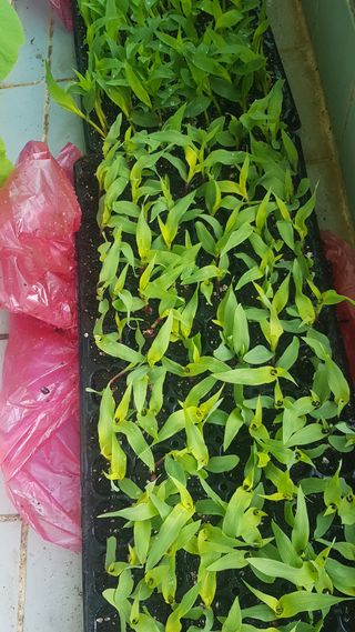 심상화님의 옥수수 · 영농일지 작성글 사진