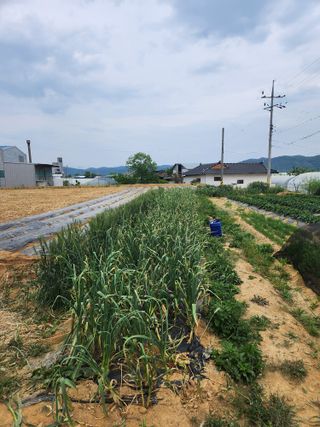 노복우님의 고추 · 영농일지 작성글 사진
