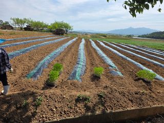 백호순(후추)님의 고추 · 영농일지 작성글 사진