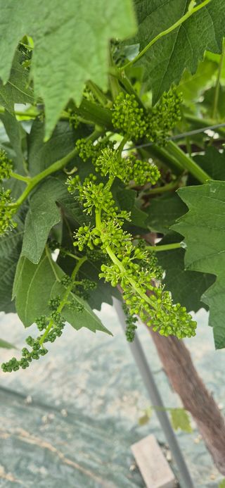 이화주님의 포도 · 영농일지 작성글 사진