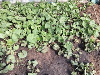 최한기님의 기타작물 · 영농일지 작성글 사진