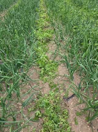 김성환님의 기타작물 · 영농일지 작성글 사진