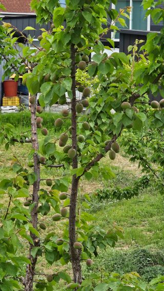 장정규님의 복숭아 · 영농일지 작성글 사진