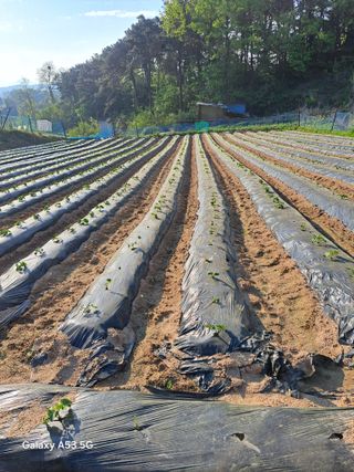 조연만님의 기타작물 · 영농일지 작성글 사진