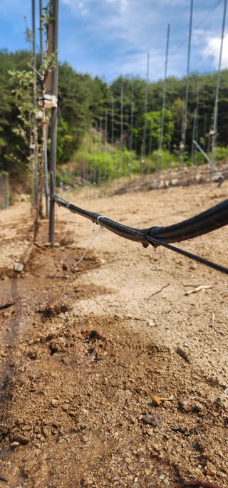 이철님의 기타작물 · 영농일지 작성글 사진