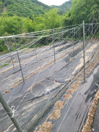 김선순(공룡자색마)님의 기타작물 · 영농일지 작성글 사진