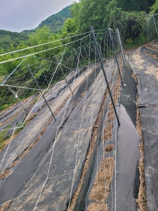 김선순(공룡자색마)님의 기타작물 · 영농일지 작성글 사진
