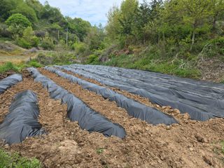 박미선님의 기타작물 · 영농일지 작성글 사진