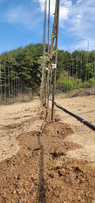 이철님의 기타작물 · 영농일지 작성글 사진