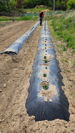 늘해랑농원님의 감자 · 영농일지 작성글 사진