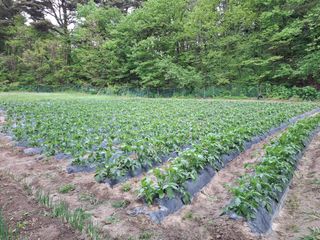 주재필님의 감자 · 영농일지 작성글 사진