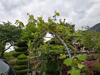 헤이쥬회원님의 포도 · 영농일지 작성글 사진