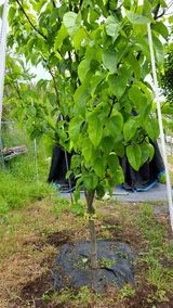 주윤발이님의 작성글 사진