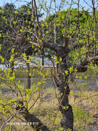 김병효님의 기타작물 · 영농일지 작성글 사진