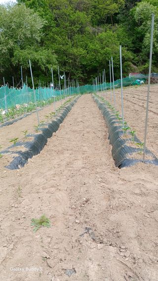 김영열님의 기타작물 · 영농일지 작성글 사진