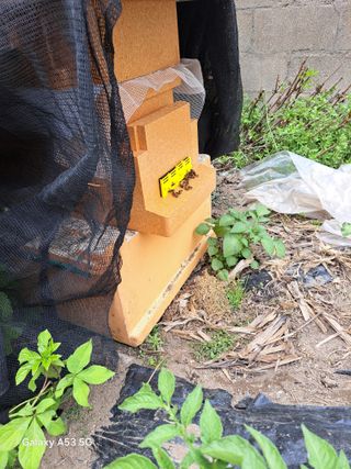 조연만님의 기타작물 · 영농일지 작성글 사진