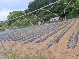 오이18491님의 기타작물 · 영농일지 작성글 사진