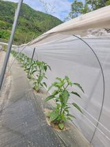 김선순(공룡자색마)님의 작성글 사진