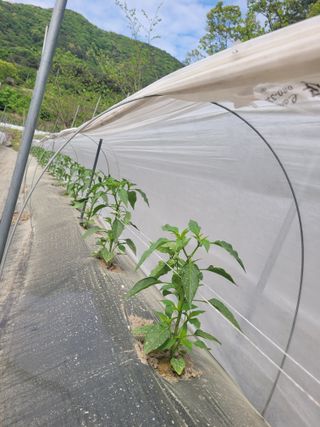 김선순(공룡자색마)님의 고추 · 영농일지 작성글 사진