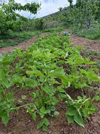 철남 김희곤님의 복숭아 · 영농일지 작성글 사진