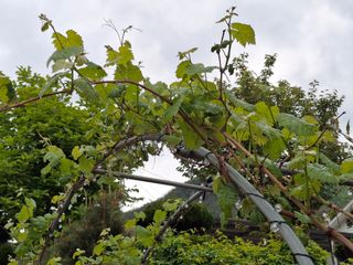 헤이쥬회원님의 포도 · 영농일지 작성글 사진