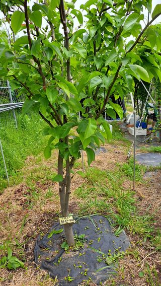주윤발이님의 배 · 영농일지 작성글 사진