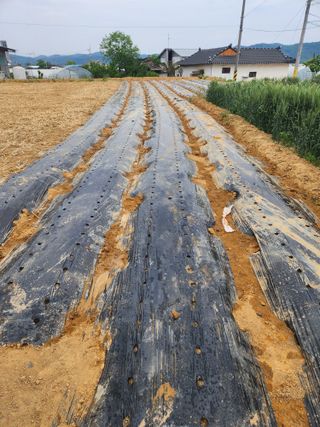 노복우님의 고추 · 영농일지 작성글 사진