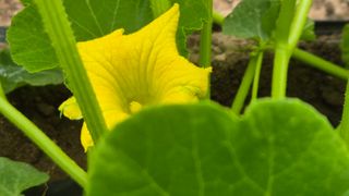 촌사리(김정대)님의 호박 · 영농일지 작성글 사진