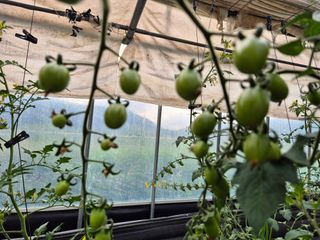 늘햇살팜 님의 기타작물 · 영농일지 작성글 사진