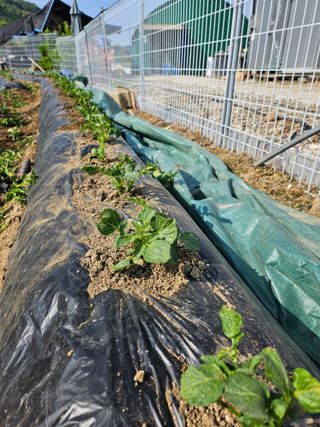 유제상님의 기타작물 · 영농일지 작성글 사진