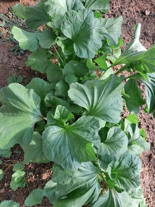 최한기님의 기타작물 · 영농일지 작성글 사진