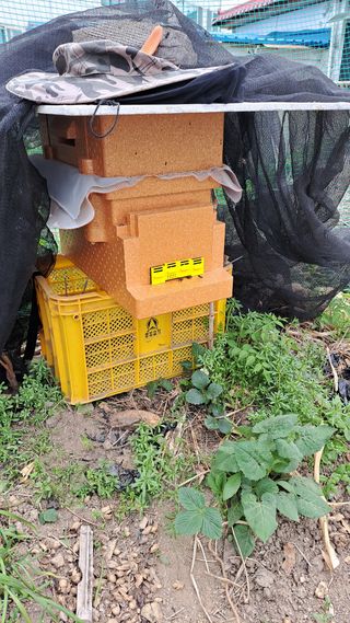 조연만님의 기타작물 · 영농일지 작성글 사진