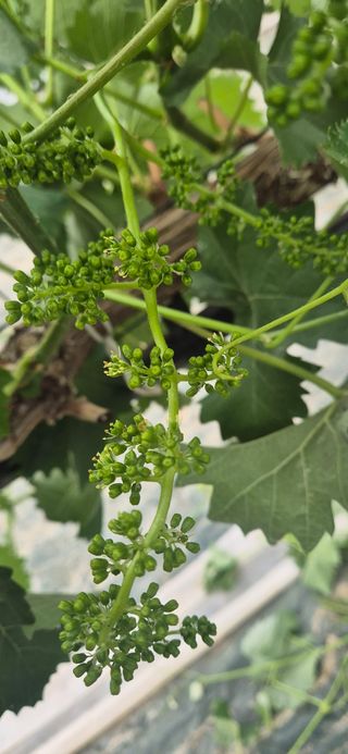 이화주님의 포도 · 영농일지 작성글 사진