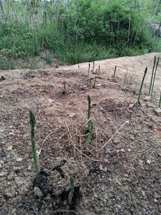 딸기17376님의 기타작물 · 영농일지 작성글 사진