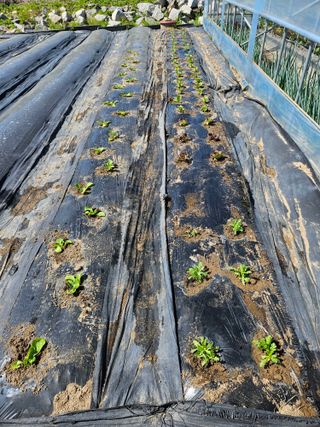 유포리아춘천님의 기타작물 · 영농일지 작성글 사진