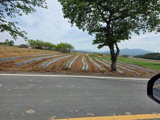 백호순(후추)님의 고추 · 영농일지 작성글 사진