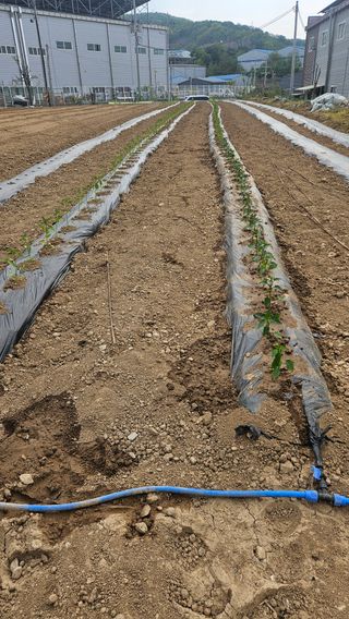 이순정님의 고추 · 영농일지 작성글 사진