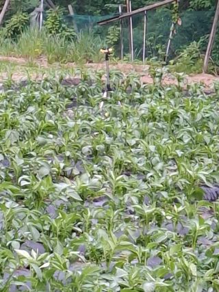 주재필님의 감자 · 영농일지 작성글 사진