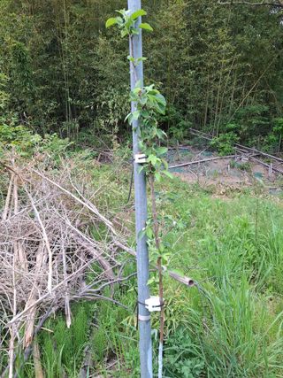 주재필님의 사과 · 영농일지 작성글 사진