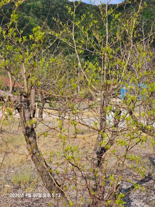 김병효님의 기타작물 · 영농일지 작성글 사진