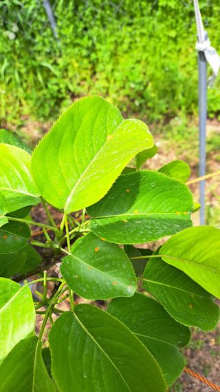 주윤발이님의 배 · 영농일지 작성글 사진