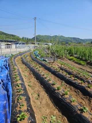 유제상님의 기타작물 · 영농일지 작성글 사진