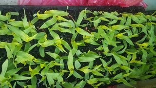 심상화님의 옥수수 · 영농일지 작성글 사진