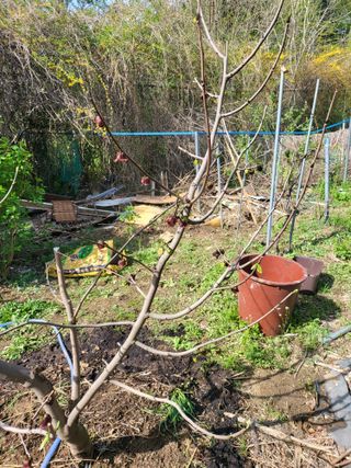 김명숙님의 기타작물 · 영농일지 작성글 사진