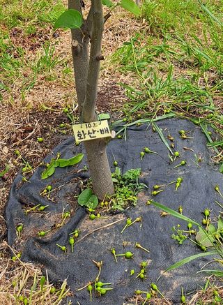 주윤발이님의 배 · 영농일지 작성글 사진