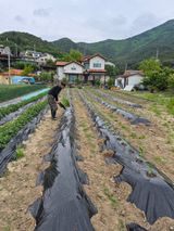 김영숙님의 작성글 사진
