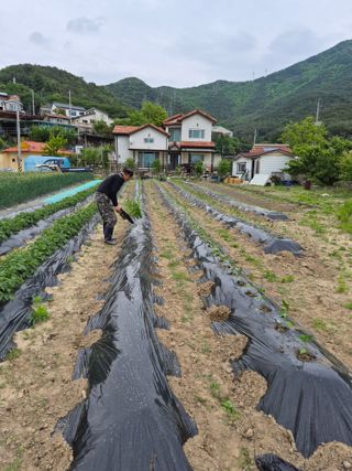 김영숙님의 고추 · 영농일지 작성글 사진