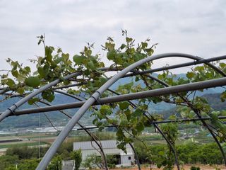 헤이쥬회원님의 포도 · 영농일지 작성글 사진